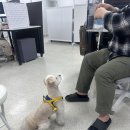 PET.꾸밈 네이버블로그