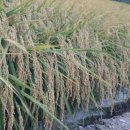 옥천농협북일지점 이미지