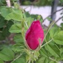 25.5.14(수)로즈데이 출석부♡♡아내의 말속에 숨은뜻은??♡ 이미지