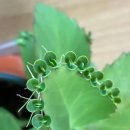 하강화분
