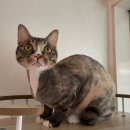 함께냥 앤 함께냥품 북수원점 이미지