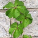 우장산공원길 이미지