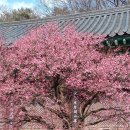 (주)대진관광여행사