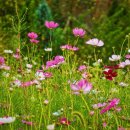 주상면체육공원공중화장실 | 인천 계양꽃마루 코스모스 꽃밭의 필수 정보 10선