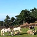 제주 양떼목장 제주도 아이들과 가볼만한곳 동물 체험 이미지