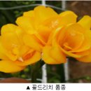 프리지아