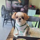 새롬애견 이미지