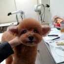 솔리스텔라