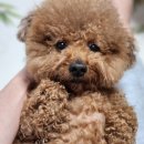 향동애견미용 | 향동 애견미용/호텔 후기