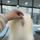 꾸며줄개 이미지