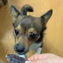 한라마테우리 | 한라마테우리 한라마져키 &amp; 브로콜리 파우더 솔직후기