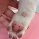 코코바코 이미지