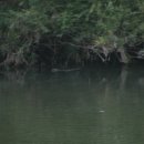 외룡카포스 이미지