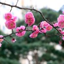 매화꽃환경