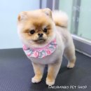 사쿠란보애견샵 부산대점 이미지