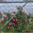 남양주펜션 | 가성비 좋은 남양주펜션, 북한강 앞 뜨락펜션 후기