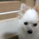 꽃메산 정상에서 실종된 포메라니언 강아지를 찾습니다!! 이름이 운도입니다 이미지