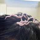 쉬즈헤어 이미지