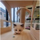 달콤하니냥 이미지