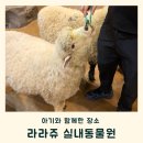 윤도매 | 부산 라라쥬 실내 동물원 돌아기랑 주말에 다녀온 후기 주차 가격