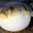 복어나라