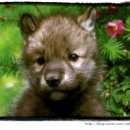 예쁜강아지 이미지