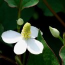 약초이야기 이미지