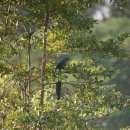 이 녀석 꼬리 좀 보세요~~~(Blue face malkoha) 이미지