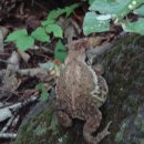 뚜꺼비 - 남구 왕생로45번길 11 | 뚜꺼비