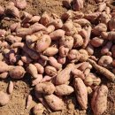 아담농장 이미지