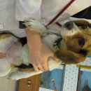 산곡동 경남아파트단지내에서 비글여아보호중, 이미지