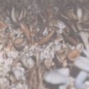 느타리버섯 세균성갈변병(병징) 이미지