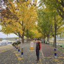 곡교천 은행나무길 이미지