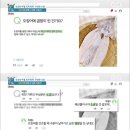 오징어의 하얀가루는 먹어도 되는걸까? 이미지