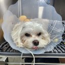구름발치 | 강아지 스케일링의 중요성,영수증과 실제 발치사진 공개!