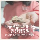친절한 남매 | [인천 도마뱀] 파충류샵 크레리즘 인천영종점 친절한 직원 만족후기