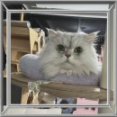 컴투펫 위탁보호센터 | 마포고양이무료분양 대박 사건 완전 감동 후기