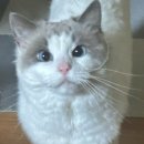 투머치큐트