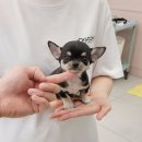 강아지분양 애견분양 꽃강아지 광진점 이미지