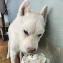 개빵뜯어먹는소리 이미지