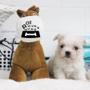 가정견1회분양 이미지