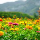 산소카폐 청송정원 (2) 이미지