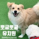 뽀글뽀글 반려견 유치원 앤 호텔 | [뽀글뽀글반려견유치원]감자유치원가다/평택반려견유치원/송탄서정리역반려견유치원추천