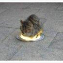 기지손세차 이미지