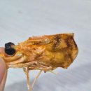 명제한의원 | 부산여행 '장백왕새우' 현지주민 맛집 내돈내산 | 쫀득하고 싱싱한 생새우회 추천!