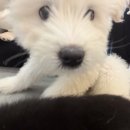 다시사랑받개 이미지