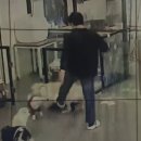 오송애견 이미지