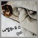 사랑해봉달이(폐업) | 홍대 네발하우스에서 둘째 고양이입양 리얼후기