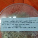 낙지아가씨 네이버블로그