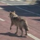 재난감시CCTV | 대전 동물원 늑대 탈출, 오월드 늑대 주의 !